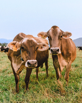 Two Rogue Creamery cows stare at the camera curiously