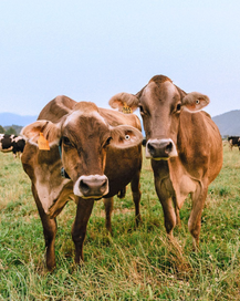 Two Rogue Creamery cows stare at the camera curiously