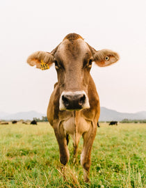 Cow facing the camera looking curious while standing in the pasture