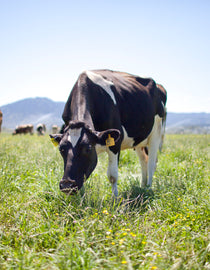 Cow grazing in pasture with other cows looking toward the camera fondly