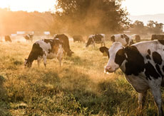 Dairy cows in a field looking at camera during sunset