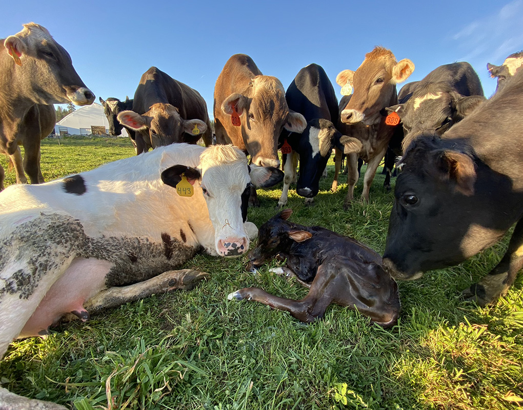 The Cowncil of Rogue Creamery organic dairy cows welcome a new born calf